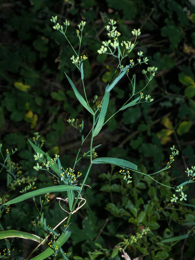 Bupleurum praealtum / Bupleuro lino-selvatico